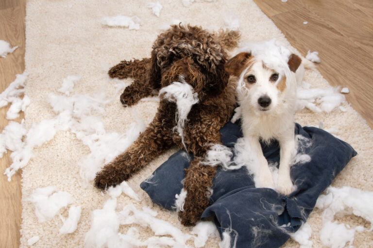 How to Stop a Dog from Chewing Furniture: Effective Tips