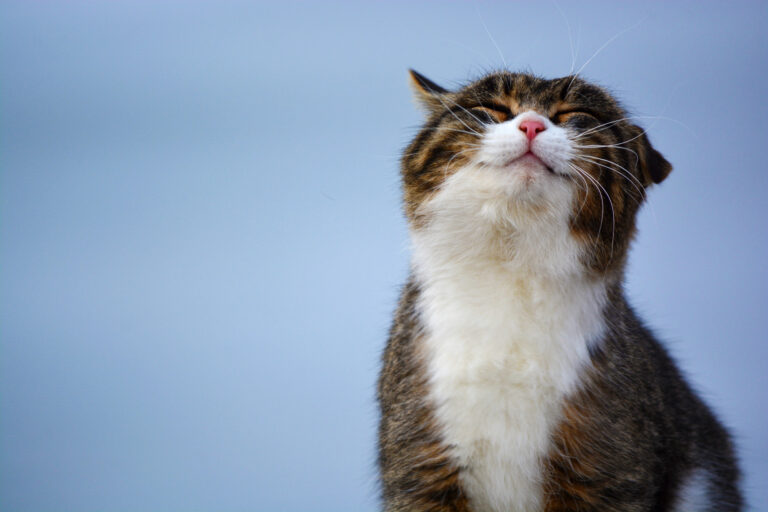 How to know if your cat is happy