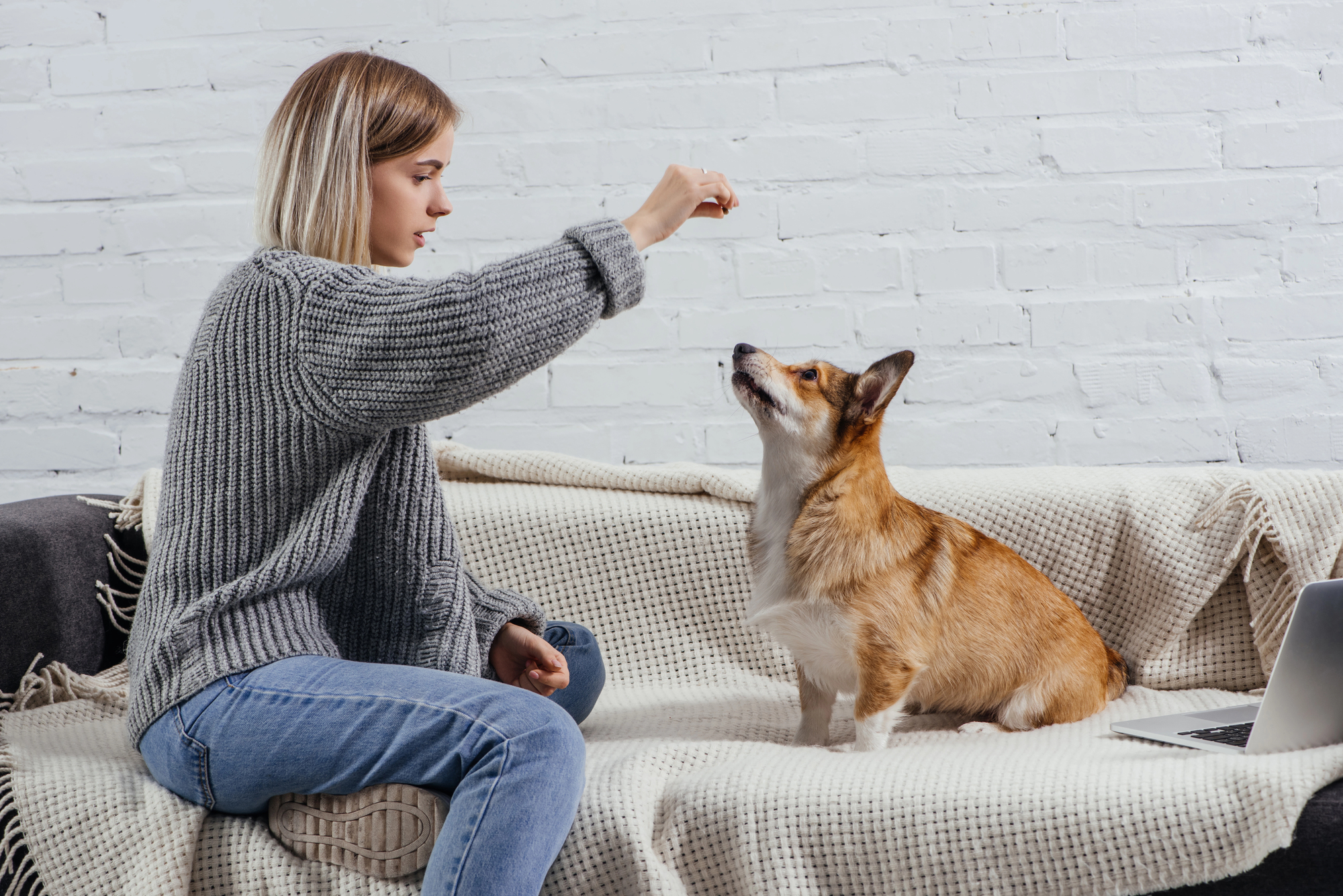 How to teach a dog to sit and stay