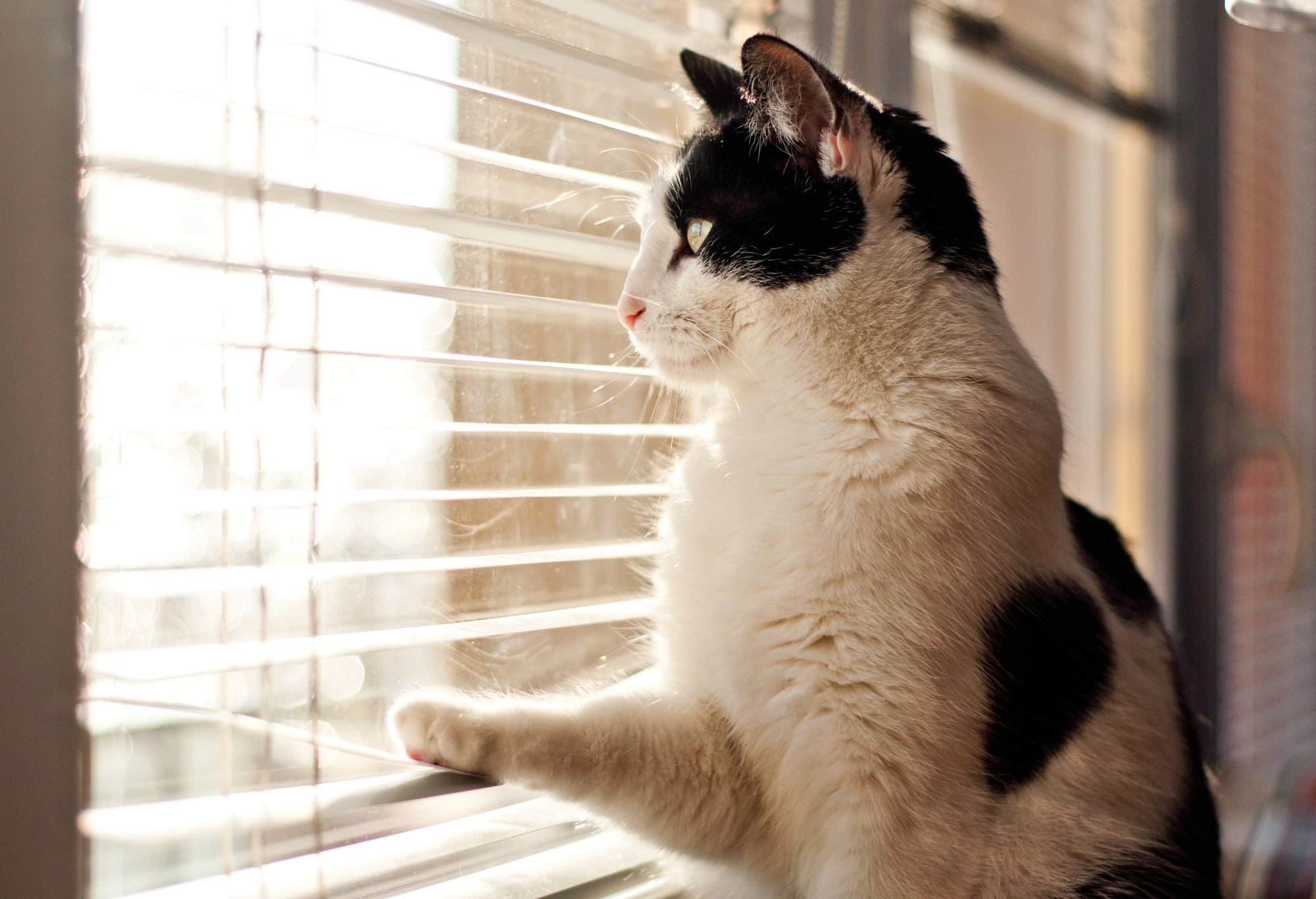 Why Does My Cat Chirp Like a Bird?