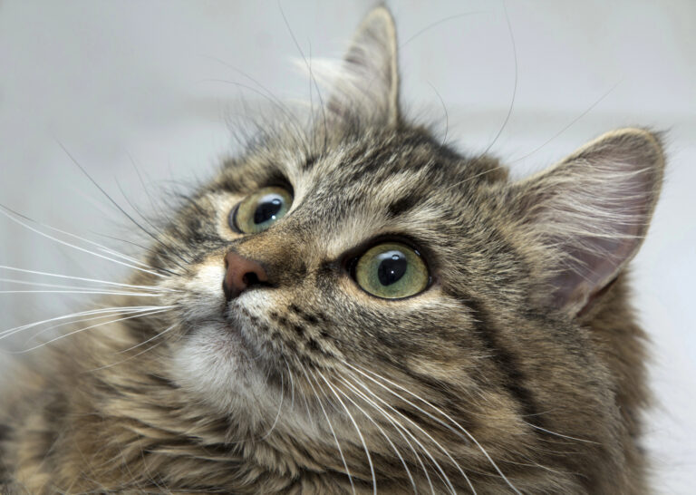 why do cats purr