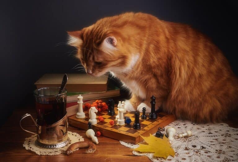Why Do Cats Knock Things Over?