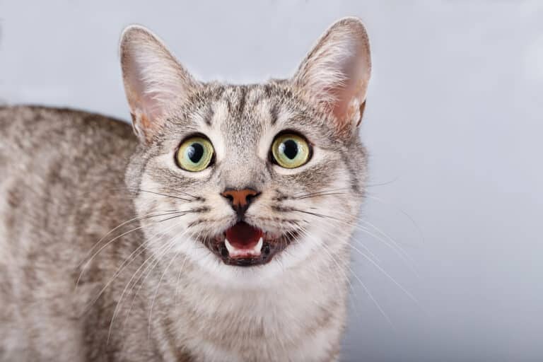 Why Does My Cat Meow So Much?