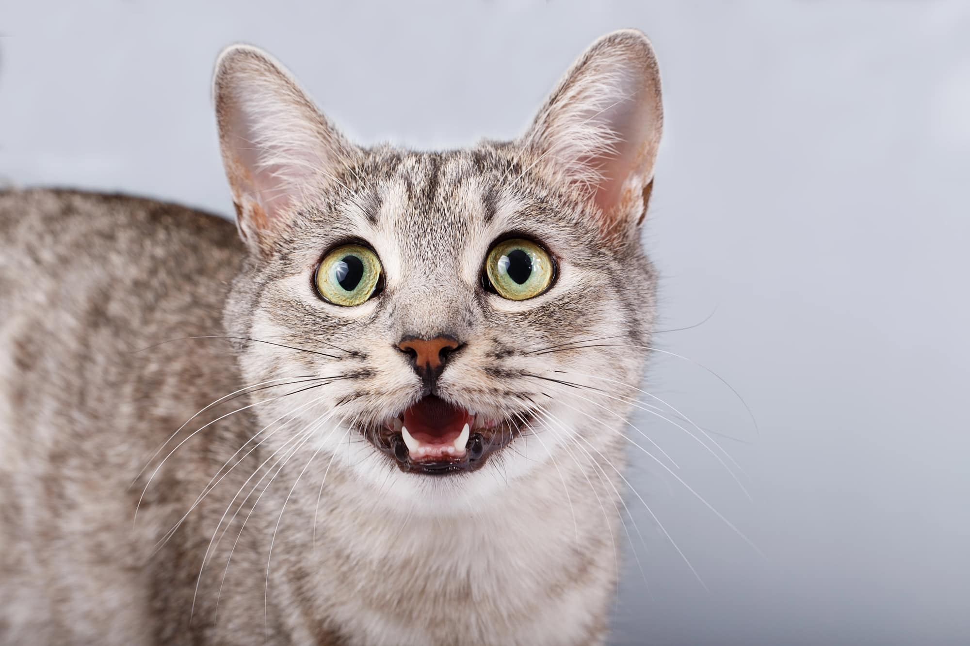 Why Does My Cat Meow So Much?