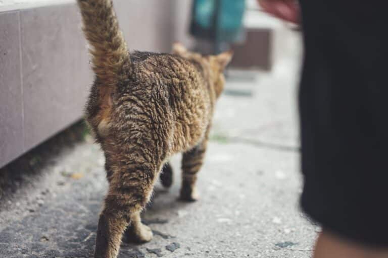 Why Do Cats Spray?