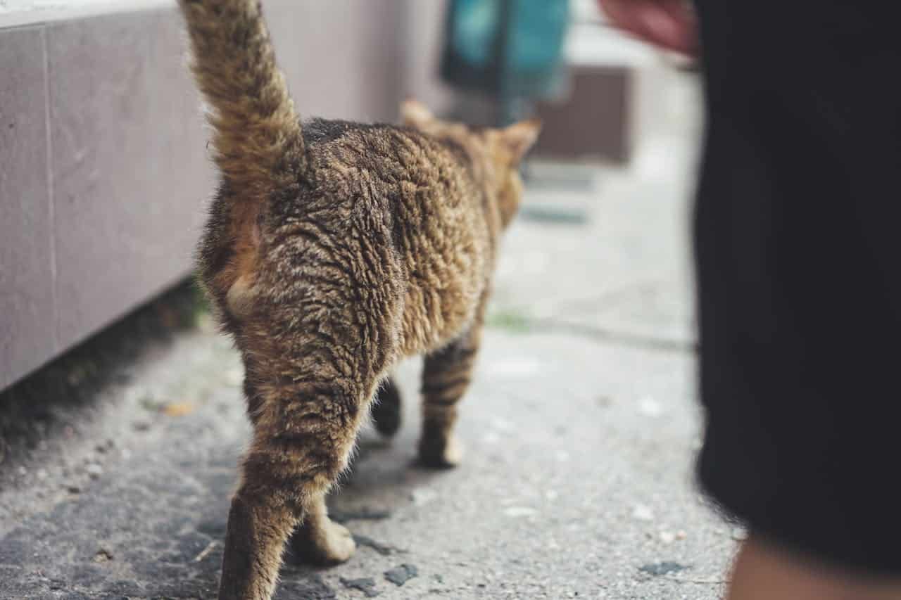 Why Do Cats Spray?