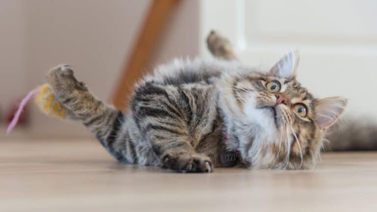 Why Do Cats Get the Zoomies?