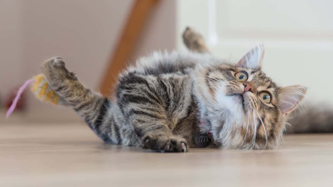Why Do Cats Get the Zoomies?
