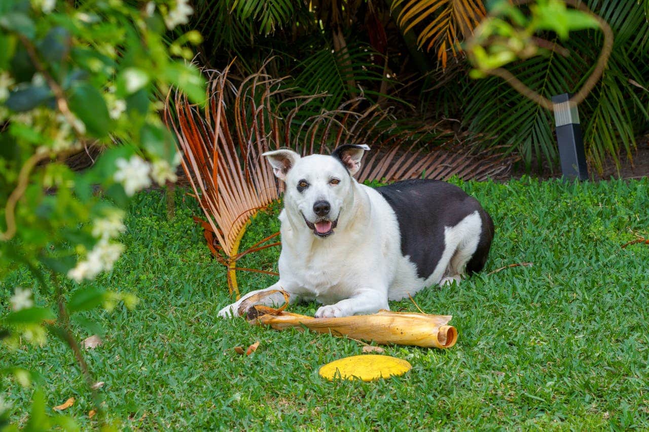 How to Teach a Dog the Leave It Command