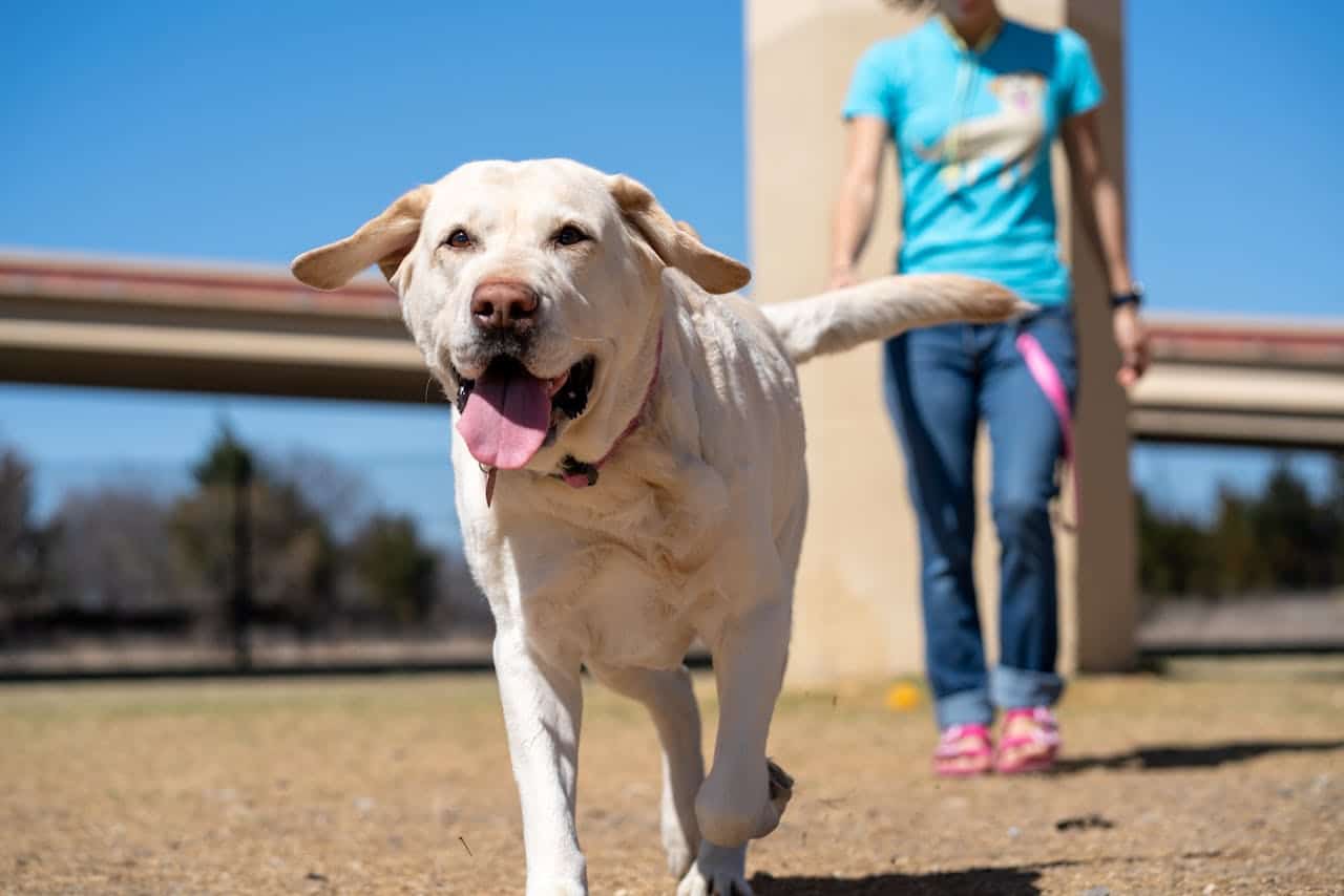 how to teach a dog to come when called