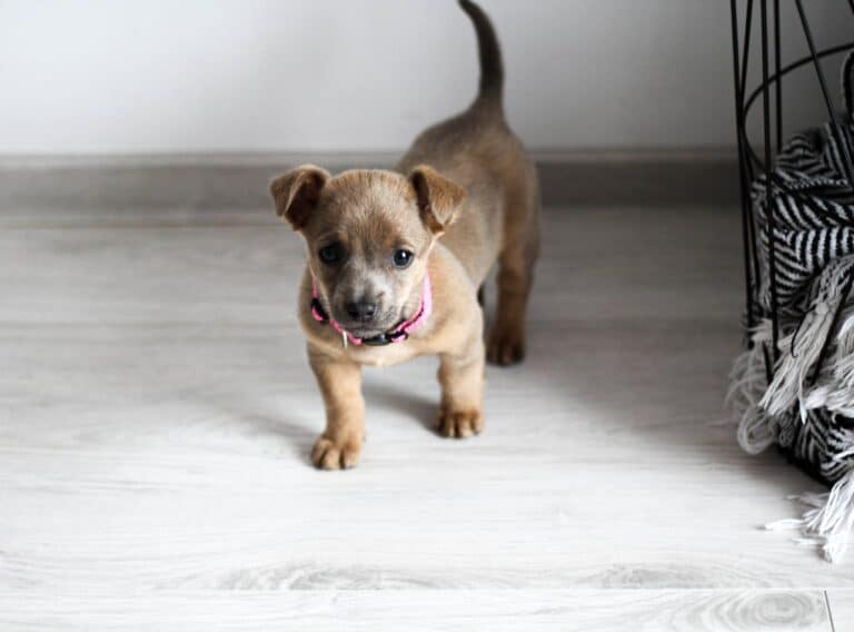 Puppy Training Basics