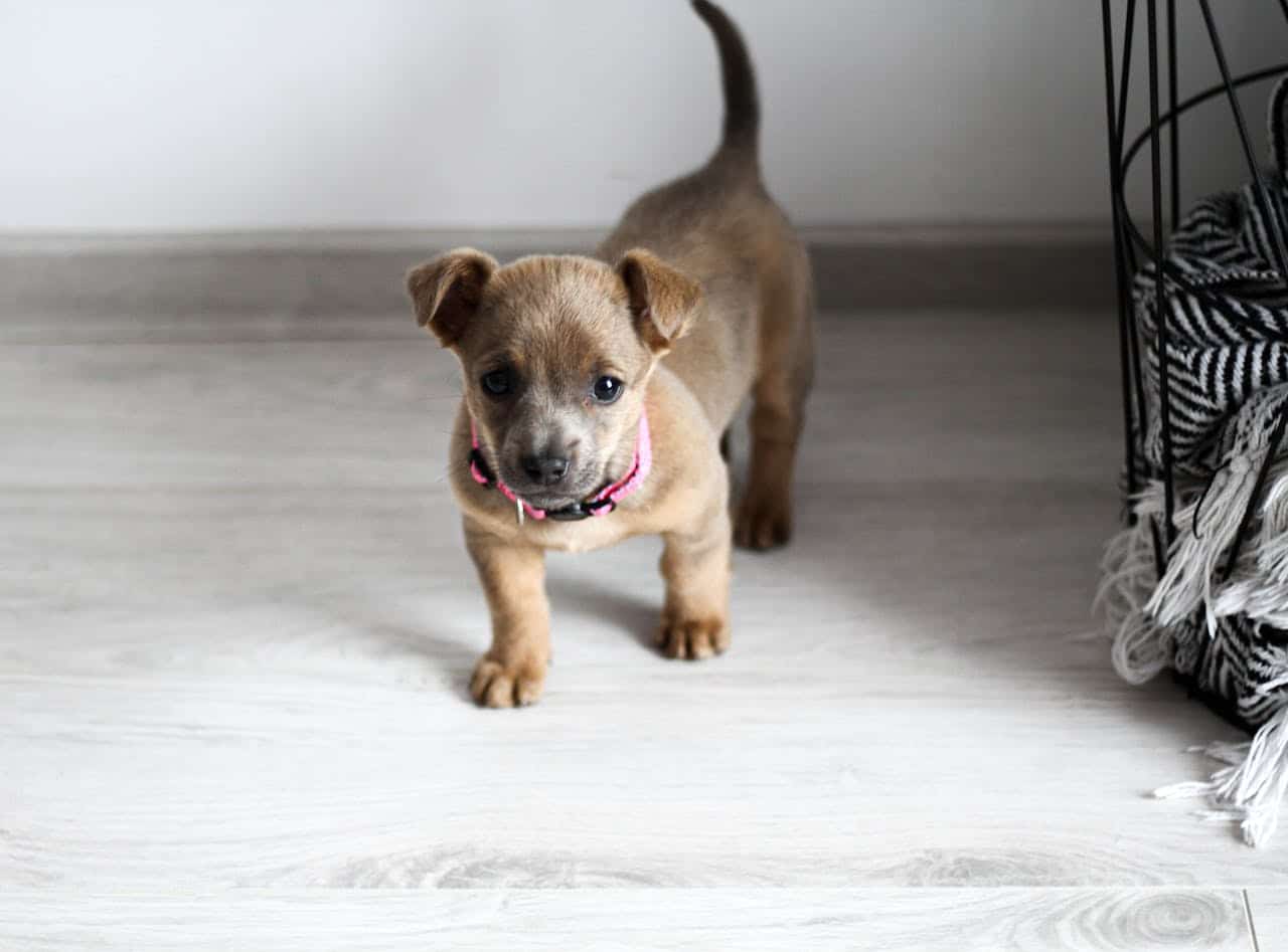 Puppy Training Basics