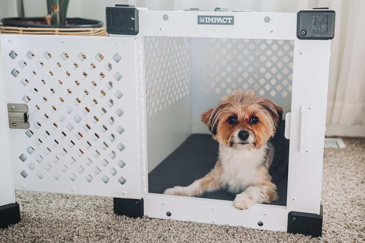 how to crate train an older dog