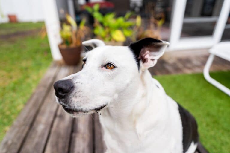 how to get your dog to listen