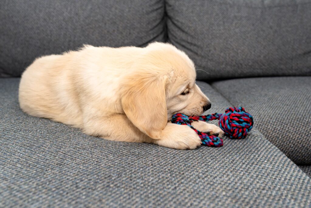 How to Stop a Puppy Jumping on the Sofa